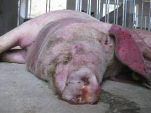 猪患上了传染性胸膜肺炎，养猪户们该如何