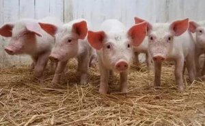 正确认识猪的营养特性和饲料要求