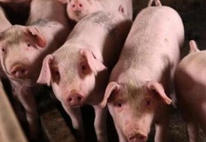 广西：高山养猪种八角 两年收入奔百万