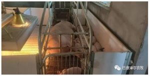 杭锦后旗“村企合作”推进生猪产业发展