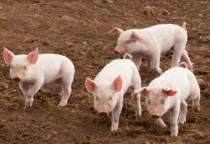 神农集团：公司也不能精准预估生猪周期处于下行阶段