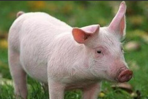四川乐山市农业农村局加强非洲猪瘟防控和生猪生产发展督导