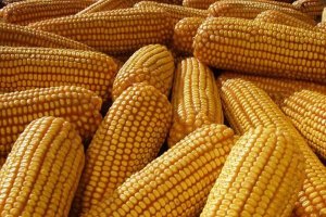 2021年中国玉米市场供需形势预测分析