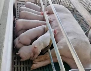 养猪40年的猪倌“昏了头”？低行情下5000头规模母猪场继续引种！