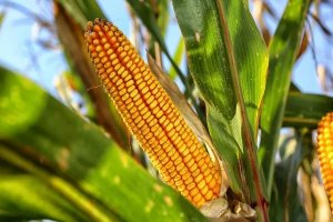 “全国杰出贡献玉米自交系”发布 55个玉米自交系入选
