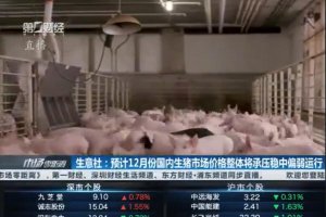 生意社：预计12月份国内生猪市场价格整体将承压稳中偏弱运行