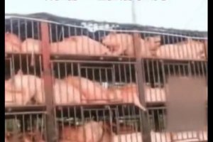 滞留北仑的130头生猪终于找到买家，现在都已在屠宰场
