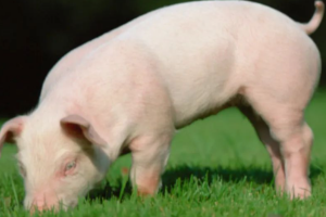2021猪价风光不再 2022能否重新站上风口?