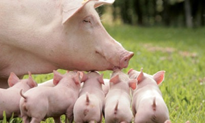 夏季高温如何保证种猪的配种成功率！