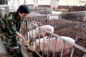 前30强猪企能繁母猪已占全国总量22.5％！