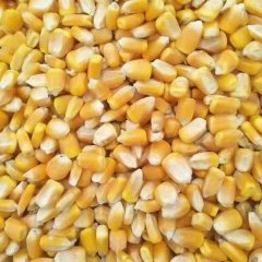 近期东北玉米价格小幅下调 产品价格偏弱