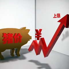 猪价3个月涨了42% 养猪开始赚钱了