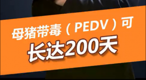 母猪带毒（PEDV）可长达200天！#养猪技术