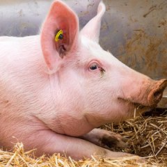 杀猪的双汇在建80万头生猪产能，唐人神明年新增150万头