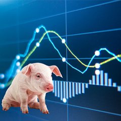 近期宿迁猪肉价格上涨明显 销量也减少了