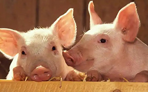 怎样才能确保猪安全过冬？养猪达人总结的过冬六要素，一定要看一看！