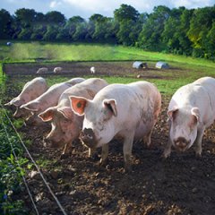 养猪哪个品系的种猪更好？养猪人您是怎么选择呢？