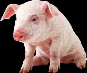 断奶期小猪一定要预防这种病，早发现早治疗，避免形成僵猪