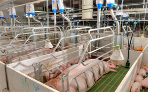 散户元气何时能够恢复！预计2025上市猪企市场占有率可能达40%甚至更高！