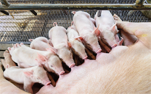 如何保护仔猪消化道正常功能来控制断奶腹泻？这样做最好