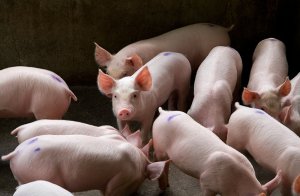 生猪产业专家团：深入生猪养殖生产一线，专家团为严寒天气下猪场疫病防控保驾护航