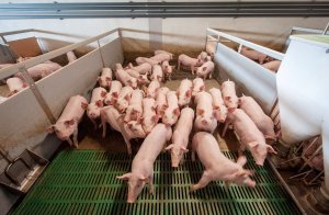 为什么2023年非洲猪瘟疫情一直反复？